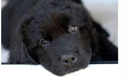 The newfoundland puppy in black looking at the camera with a cute and sad look.JPG
