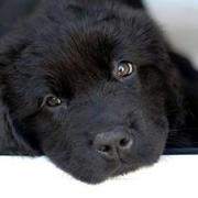 The newfoundland puppy in black looking at the camera with a cute and sad look.JPG
