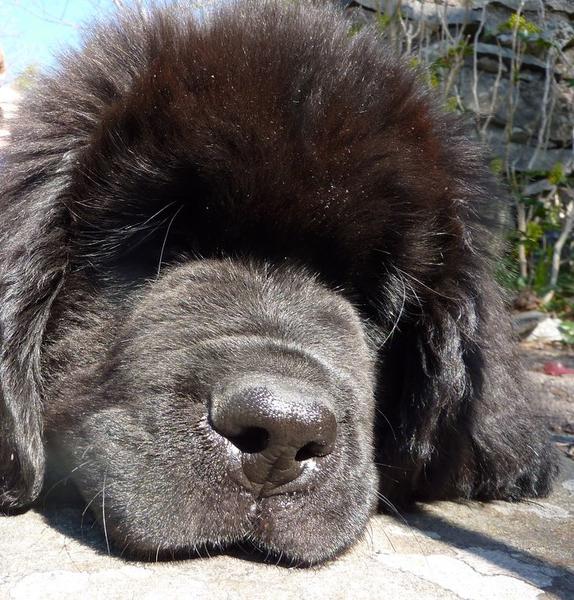 Very close up picture of Newfoundlander puppy.JPG
