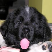 Very cute newfoundland puppy sticking its tongue out.JPG

