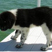 Black and white newfoundland puppy photo.JPG
