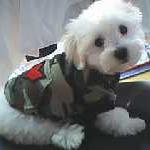 maltese pup in outfit.jpg

