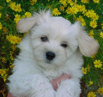 maltese pup on the flowers.jpg
