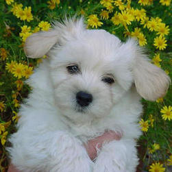 maltese pup on the flowers.jpg
