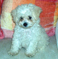 maltese pup with fuzzie hair.jpg

