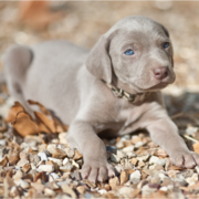 Beautiful Weimaraner Puppy with very pretty blue eyes.PNG
