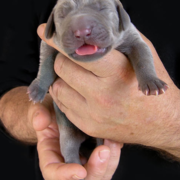 Blue Weimaraner Puppy newborn dog picture.PNG
