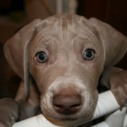 Close up picture of a Rockville Weimaraners puppy looking straight at the camera.PNG
