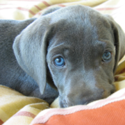 Dark chocolate Weimaraner Puppy with beautiful blue eyes looking at the camera.PNG
