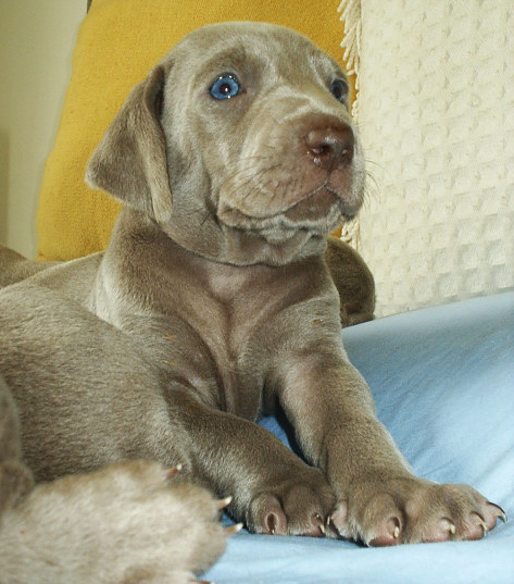 Images of weimaraner puppy breeder with beautiful blue eyes.PNG
