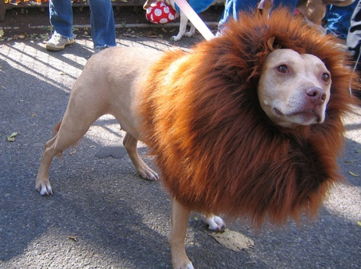 Pet Lion King costume pictures.PNG
