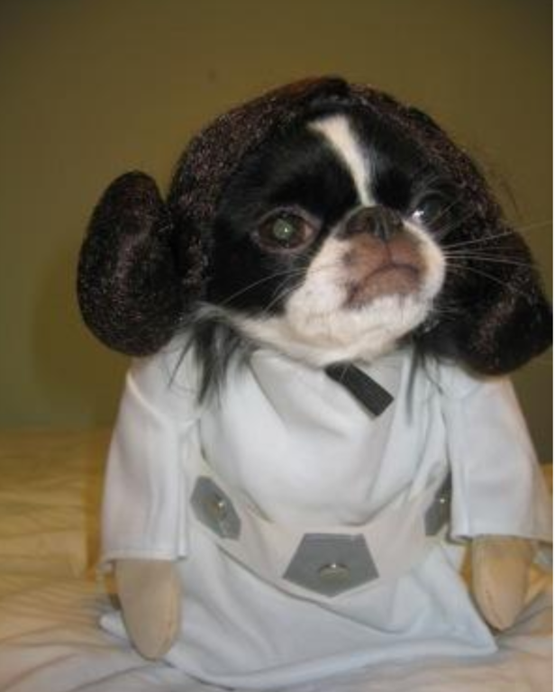 photo of small dog halloween costume.PNG
