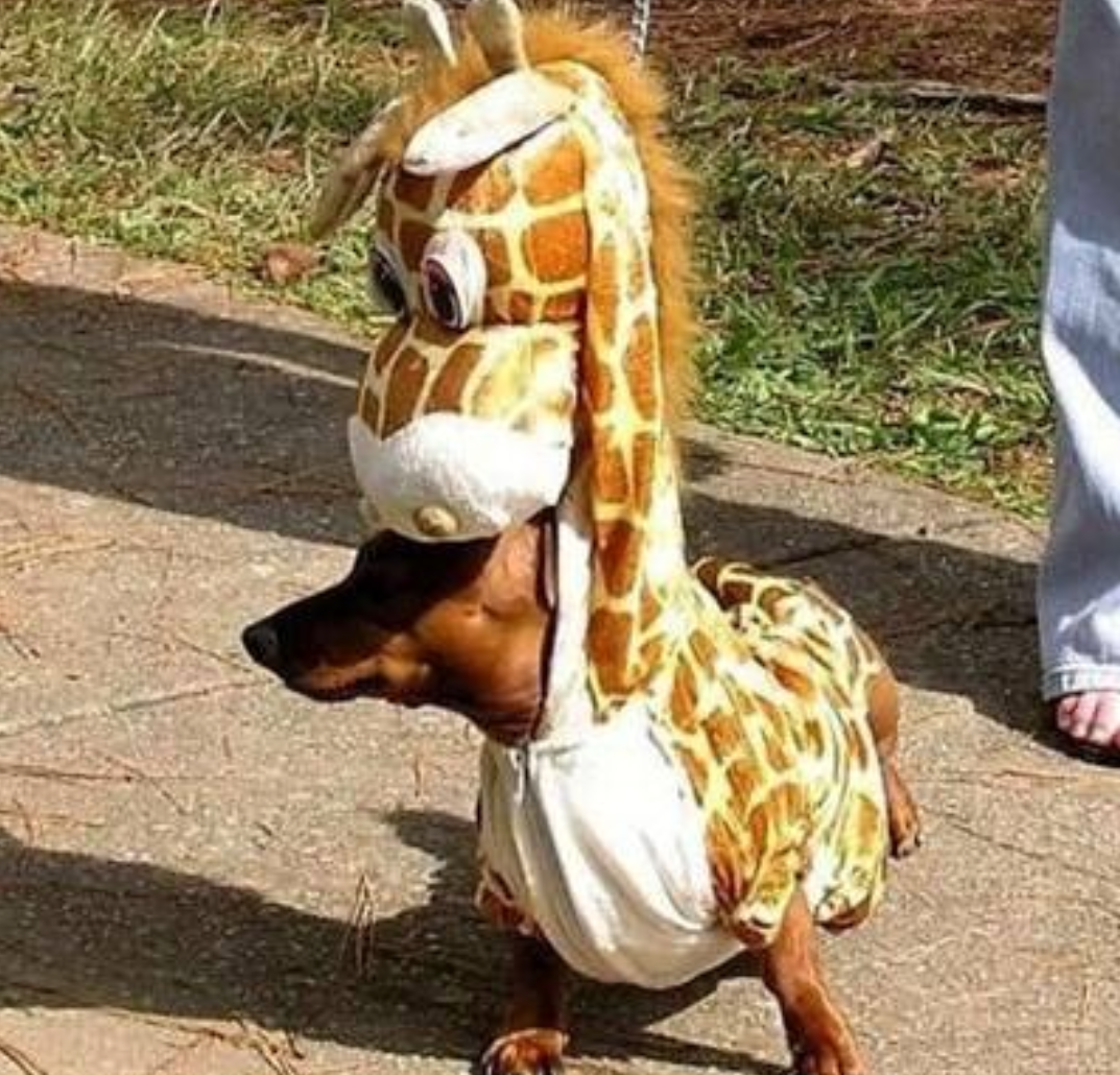 Dog halloween costume picture.PNG
