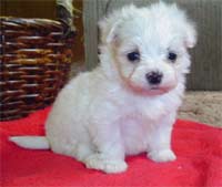 maltese pup_young and cute.jpg
