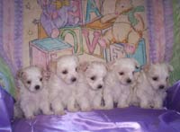 maltese puppies in group.jpg
