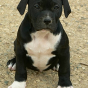 Picture of black american bulldog puppy with white stomach.PNG
