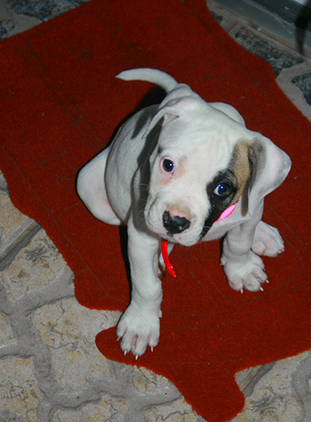 Pictures of American bulldog breeder.PNG
