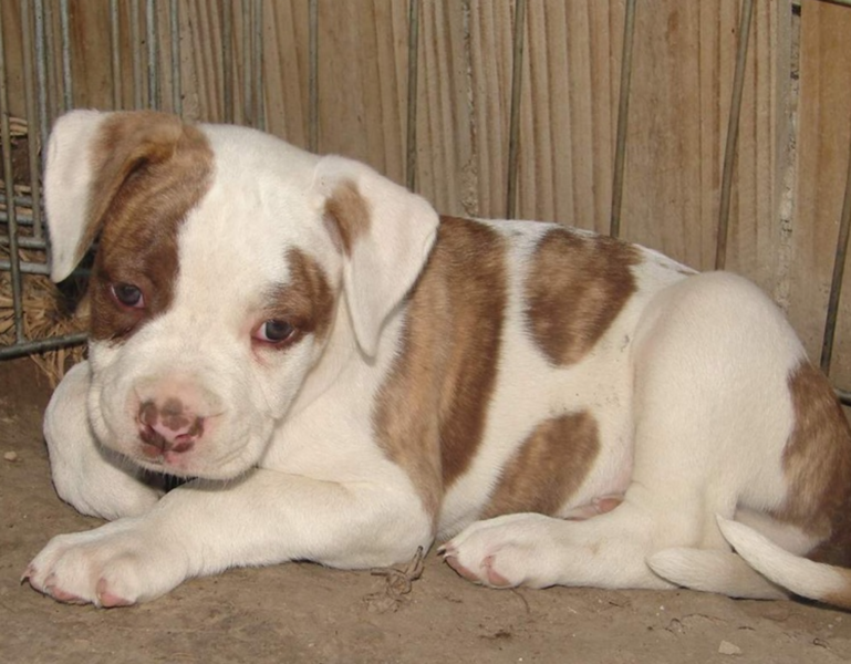 American Bulldog puppy in white with tan dots.PNG
