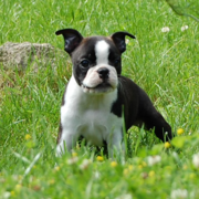 Black and white american bulldog boston terrier puppy playing on the grass.PNG
