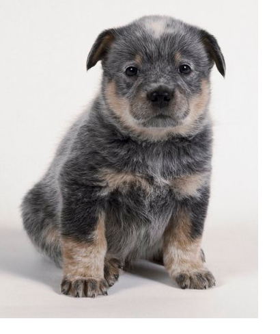 Dog Australian Cattle puppy picture.PNG

