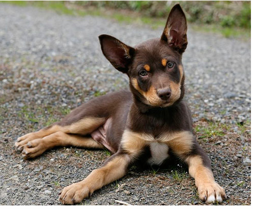 Beautiful Australian Cattle puppy in brown and tan PNG