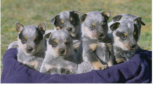 Groupo of Australian Cattle pups.PNG
