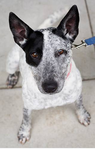 Puppy face of a Australian Cattle dog pictures.PNG
