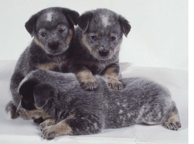 Three Australian Cattle puppies in greyish color.PNG
