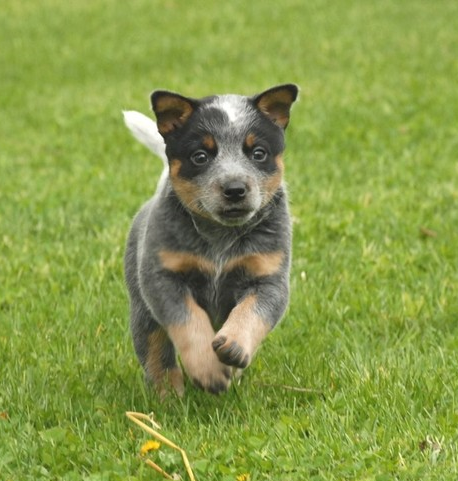 Three colors Australian Cattle puppy on running on the grass.PNG
