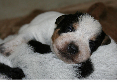 Very sweet puppy face looking straight at the camera_Australian Cattle dog picture.PNG
