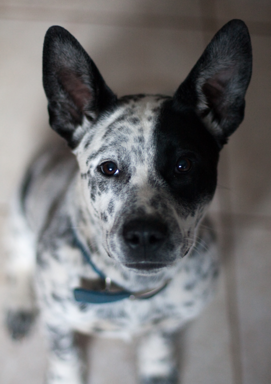 White and black Australian Cattle pup looking straight up to the camera.PNG
