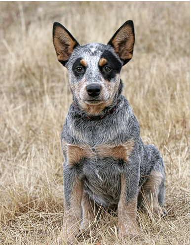 Australian Cattle Dog Pup iamges.PNG

