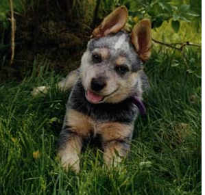Australian Cattle puppy chilling out on the grass.PNG
