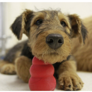 Airedale Puppies Pictures Gallery
