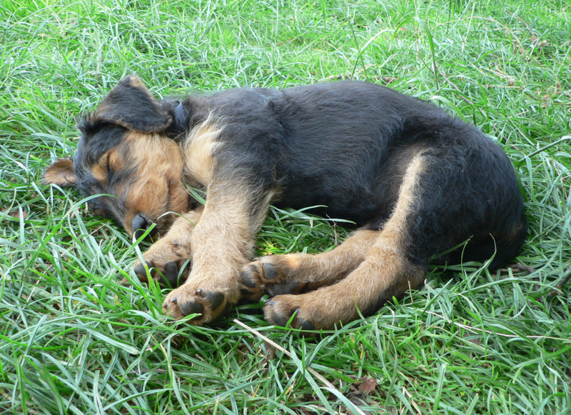 Airedale puppy sleeping on the grass in the sun.PNG
