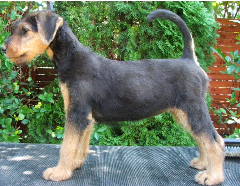 Big Airedale puppy pix.PNG
