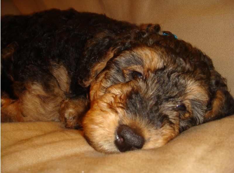 Chilling young Airedale puppy photos.PNG
