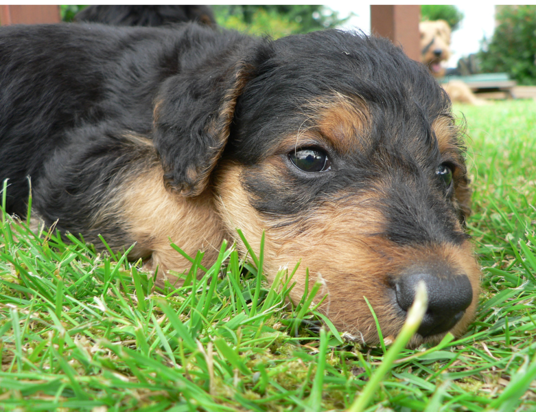 Close up image of Airedale puppy laying on the grass.PNG

