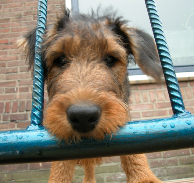 Close up photo of Airedale puppy dog.PNG
