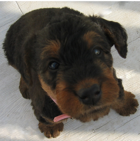 Dark color Airedale puppy dog images.PNG
