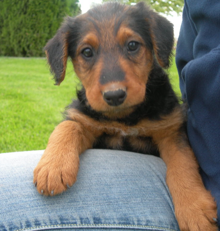 Image of Airedale Puppy dog.PNG
