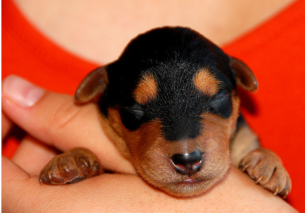 Newborn Airedale puppy picture.PNG
