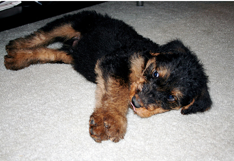Relaxing Airedale puppy dog.PNG
