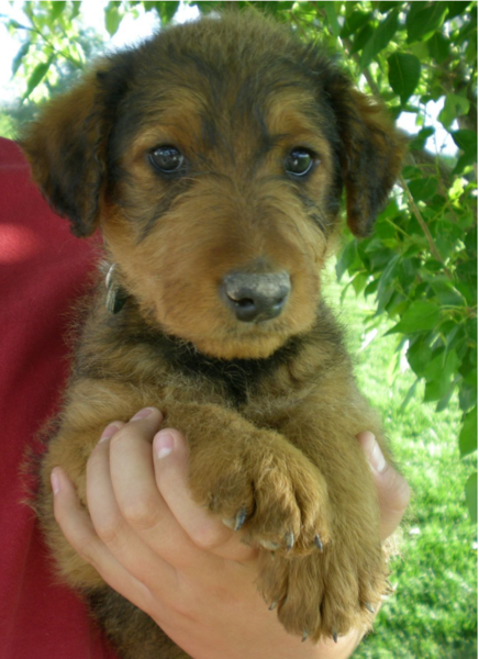 Tan Airedale Puppy with light black patterns.PNG
