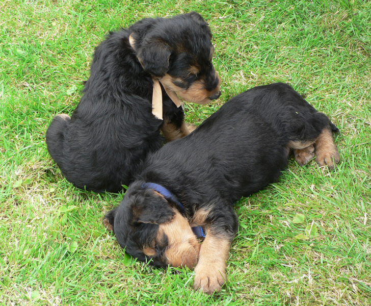 Two young Airedale pups picure.PNG
