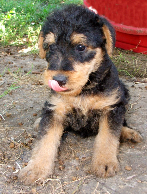 Airedale pup picture.PNG
