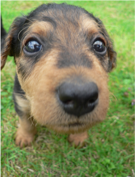 Airedale puppy dog very close up photos.PNG
