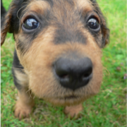 Airedale puppy dog very close up photos.PNG
