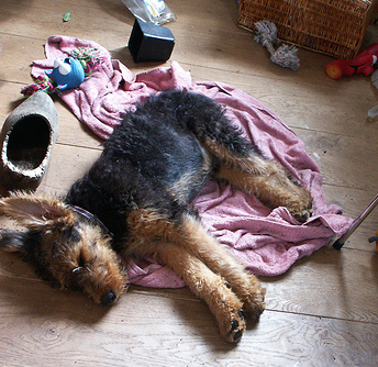 Airedale puppy in deep sleep.PNG
