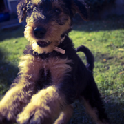 Airedale puppy playing cheerfully.PNG
